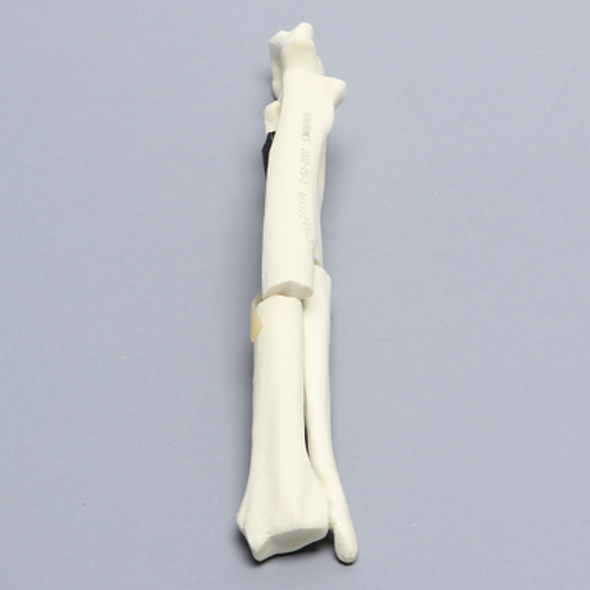 Canine Forelimb with Fractures, Solid Foam
