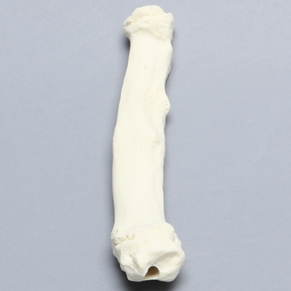 Canine Radius with Pathology, Solid Foam