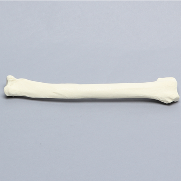 Canine Radius, Solid Foam, Left