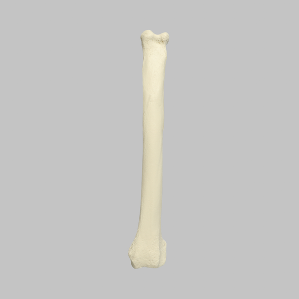 Canine Radius, Solid Foam, Left