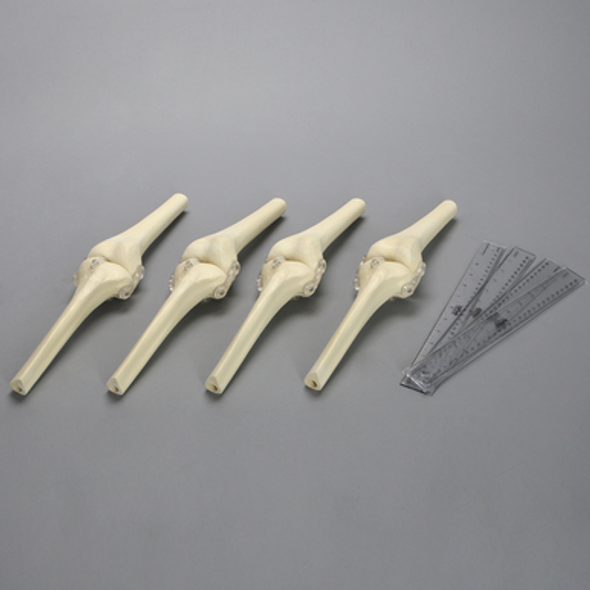 Orthopaedics in Action® Anatomy of a Knee Injury Module