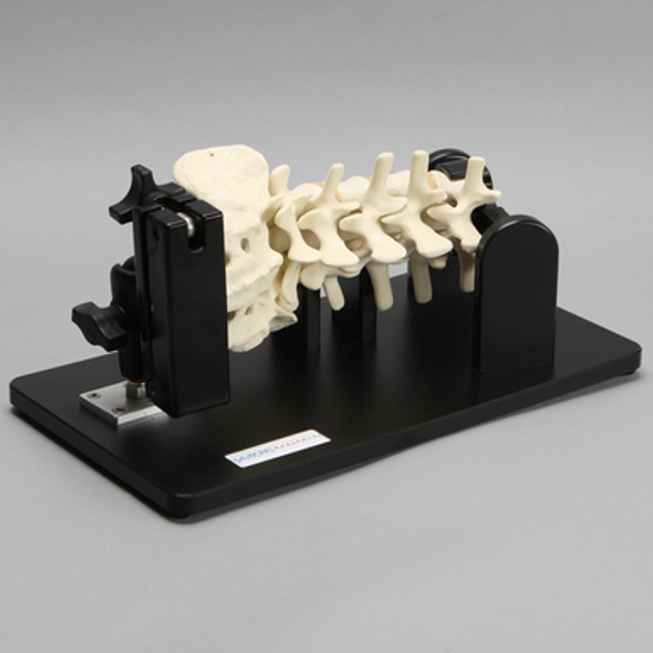 Lateral Lumbar Holder with Spine