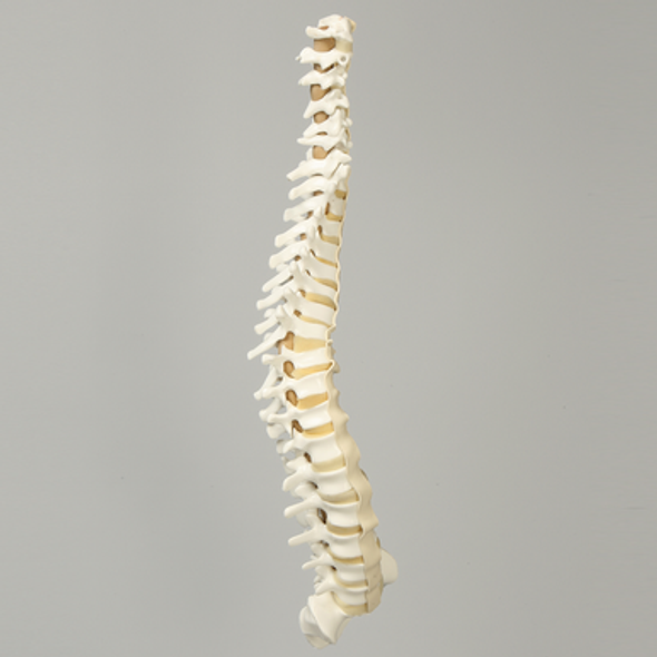 Spine, C1 to Sacrum, with Reinforced Flex Rod, Full