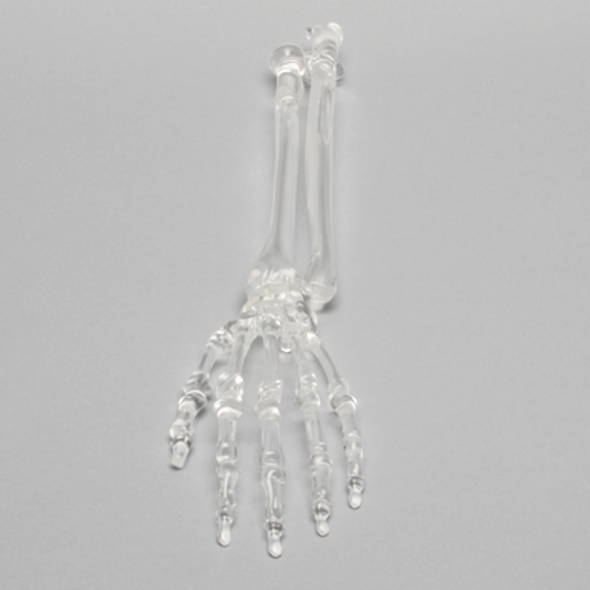 Hand and Wrist, Solid Clear Plastic