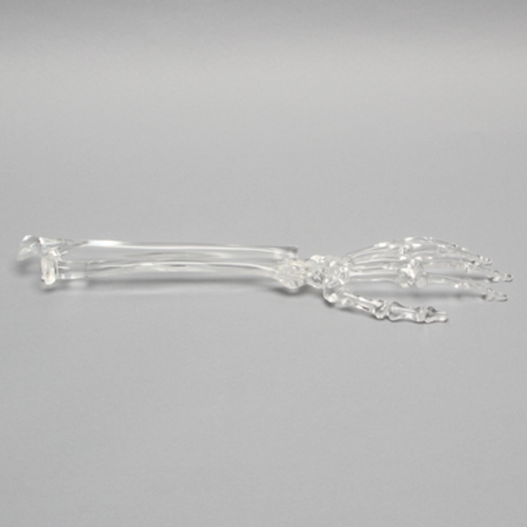 Hand and Wrist, Solid Clear Plastic