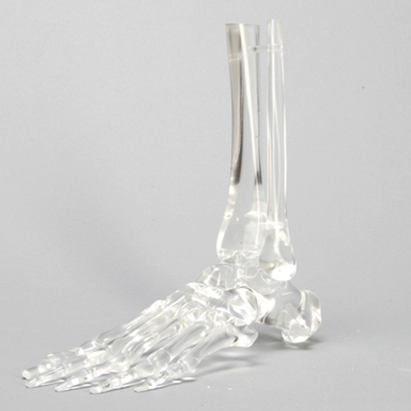 Foot and Ankle without Stand, Solid Clear Plastic