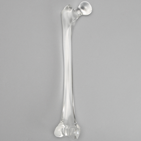 Femur without Canal, Pediatric, Solid Clear Plastic
