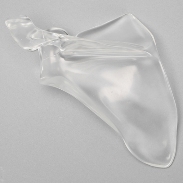 Scapula, Solid Clear Plastic