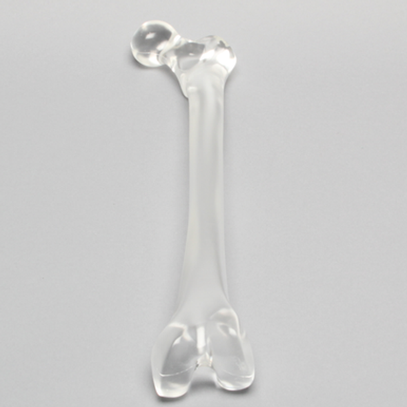 Femur without Canal, Solid Clear Plastic, Medium