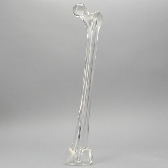 Femur with 15.6 mm Canal, Solid Clear Plastic