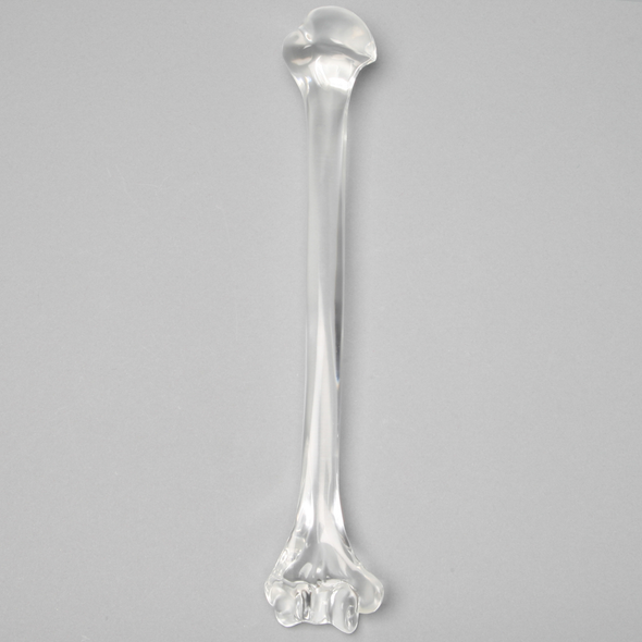 Humerus without Canal, Solid Clear Plastic