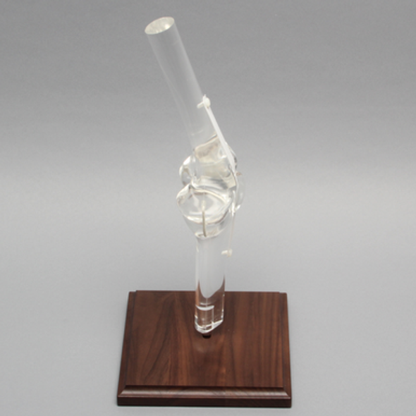 Knee Joint, Articulated, Solid Clear Plastic