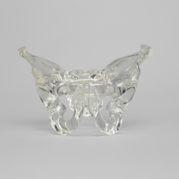 Pelvis, Full Male, Solid Clear Plastic