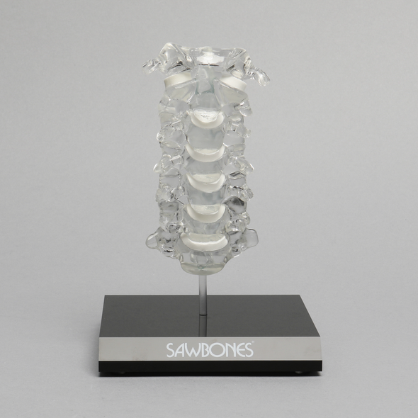Spine C1-C7, Cervical, Solid Clear Plastic on Stand