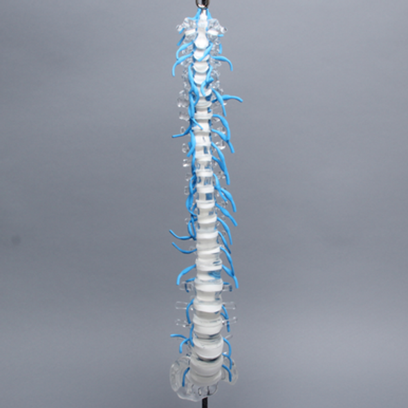 Spine with Sacrum and Nerve Roots, Full, Solid Clear Plastic