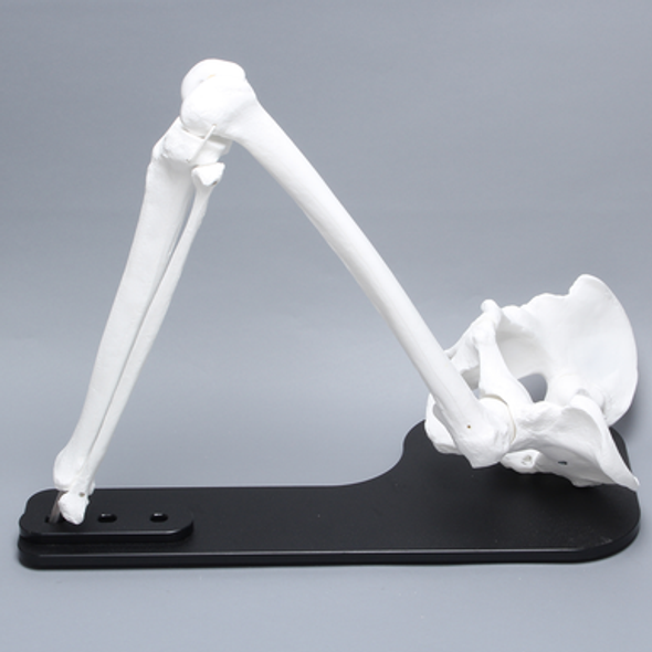 Hip Assembly with Full Length Knee on Stand