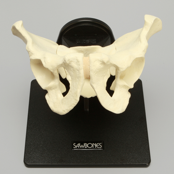Pelvis Holder with Suspended Dual Approach