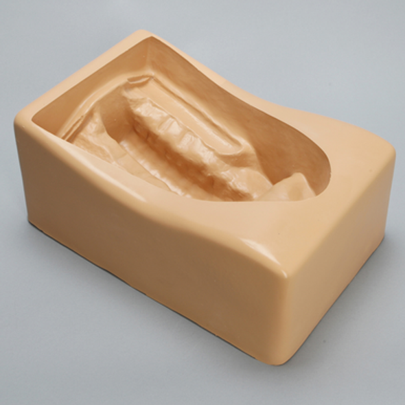 Spine Holder for L1-Sacrum with Muscle Anatomy
