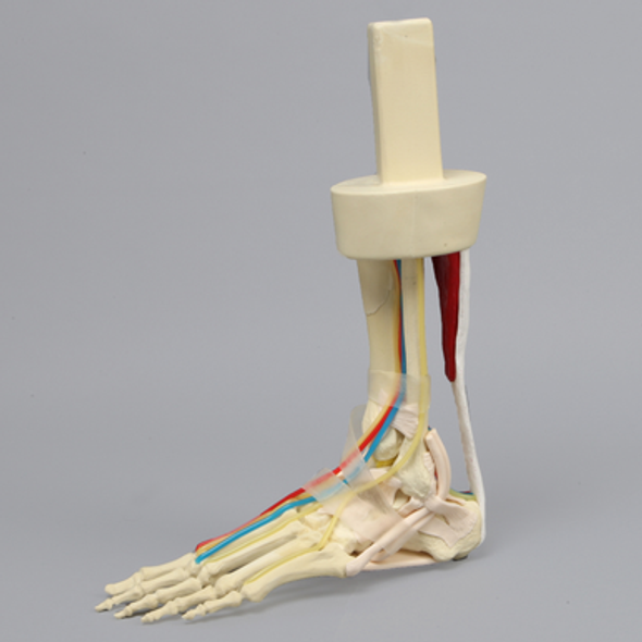 High Fidelity Ankle with Bones, Ligaments, and Major Vessels in Soft Tissue