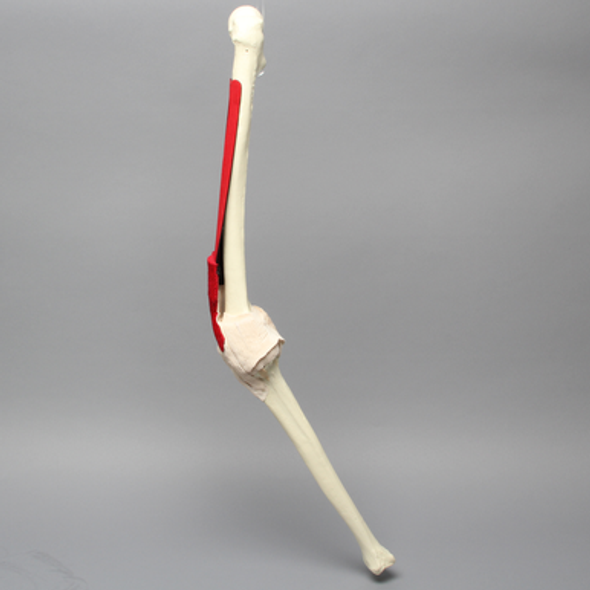 Knee with Muscles and Tendons for #1517-20
