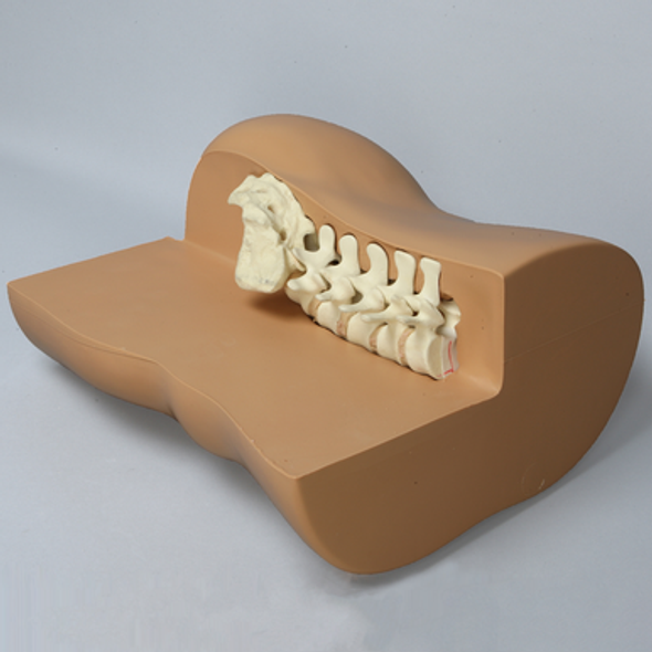 Spine, Lateral, Display Trunk