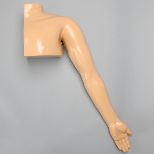 Arm and Partial Shoulder without Bones for Casting