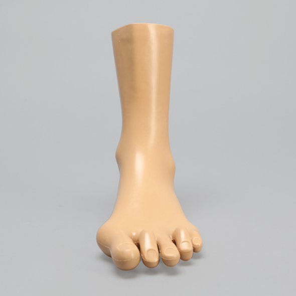 Foot and Ankle, Encased, with Bunions, Hammertoe, and Heel Spur