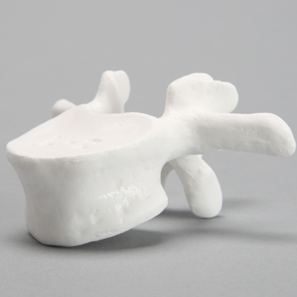 Vertebra, L2, Solid White Plastic
