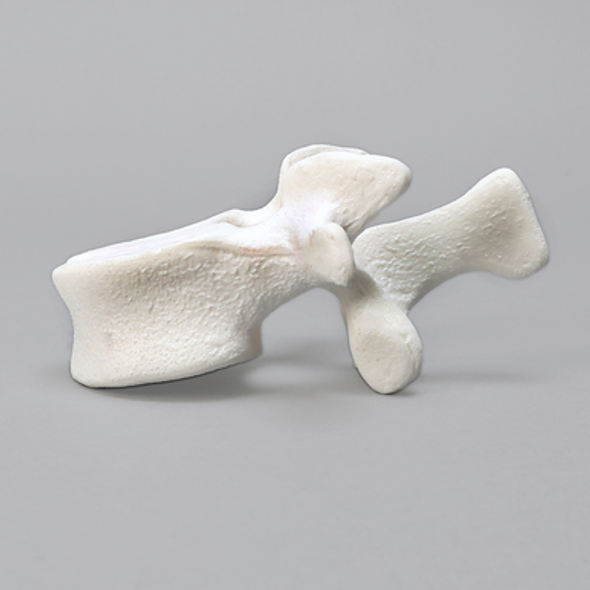 Vertebra, L1, Foam Cortical Shell, For Spinal Navigation