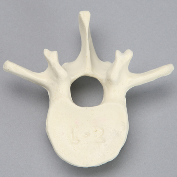 Vertebra, L2, Foam Cortical