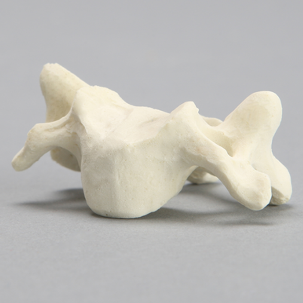 Vertebra, C4, Solid Foam