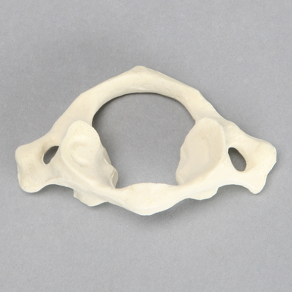 Vertebra, C1, Solid Foam