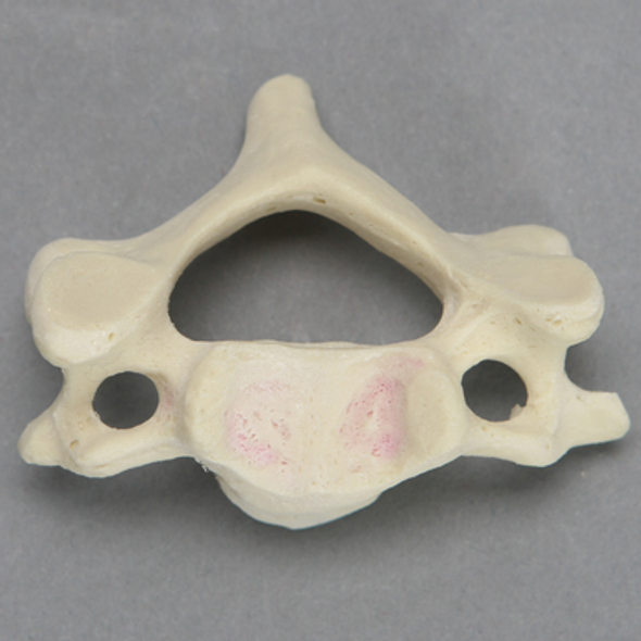 Vertebra, C4, Foam Cortical