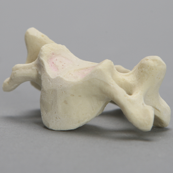 Vertebra, C4, Foam Cortical