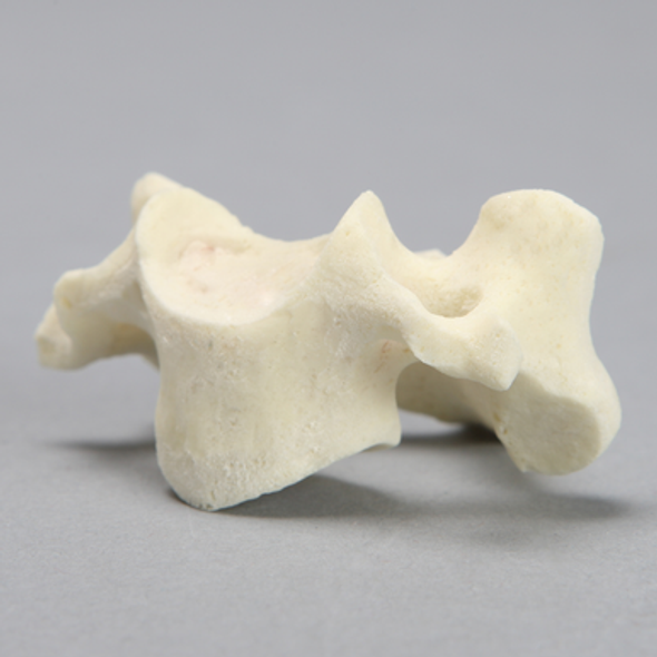 Vertebra, C3, Foam Cortical