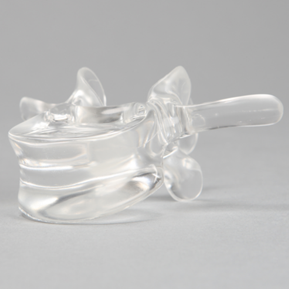 Vertebra L3, Solid Clear Plastic