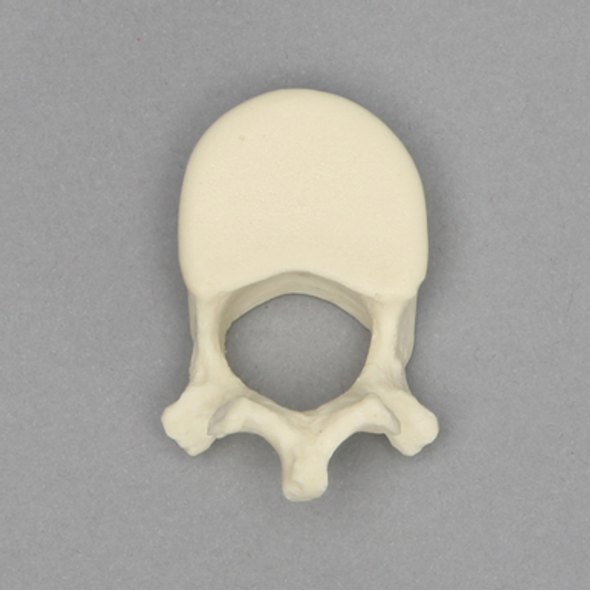 Vertebra, L1, Pediatric, Solid Foam
