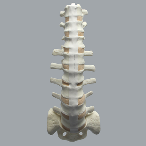 Spine, T10-Sacrum, Foam Cortical