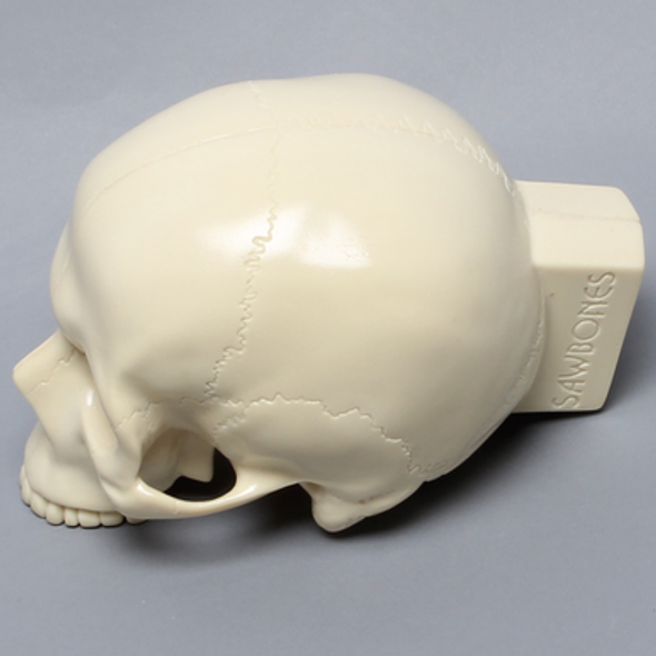 Skull, No Mandible, With Vise Attachment