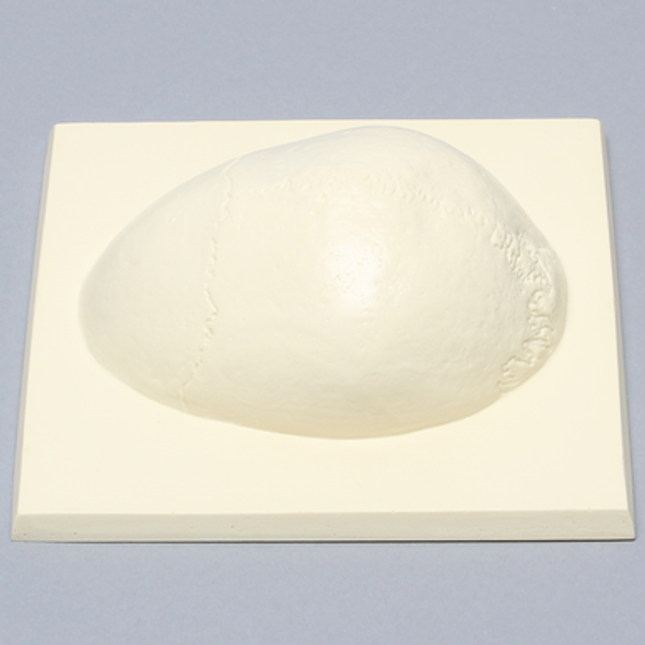 Skull Cap with Soft Tissue