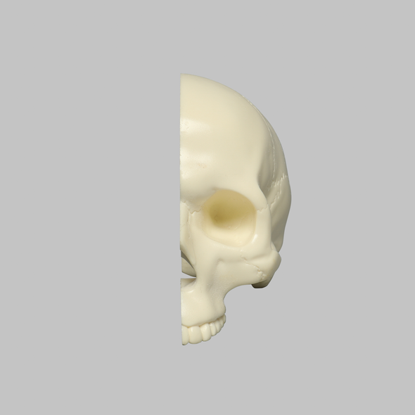 Skull, Left Partial, Solid Foam, with Vise Attachment