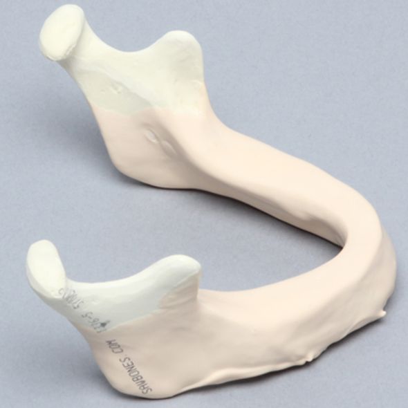 Mandible with Mucosa