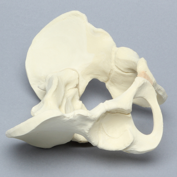Pelvis, Pediatric Full, Solid Foam