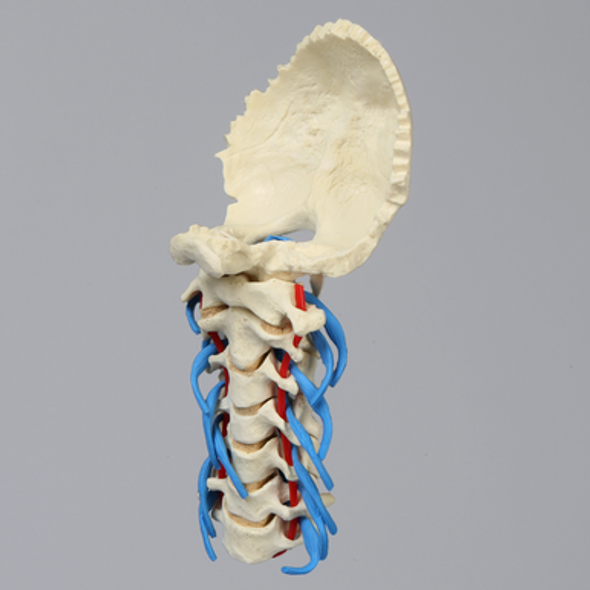 Spine, Cervical with Dura, Nerve Roots, and Artery, Solid Foam