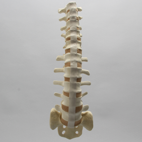 Spine, T8-Sacrum with Tan Discs, Solid Foam