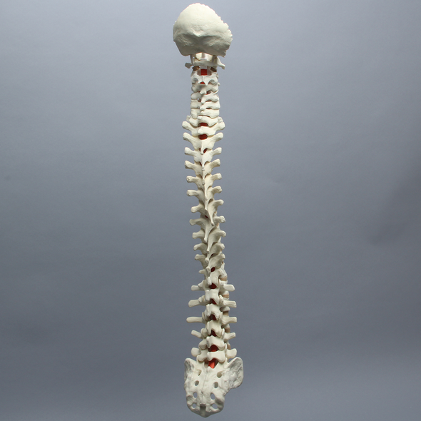 Spine with Occipital, Full, Solid Foam