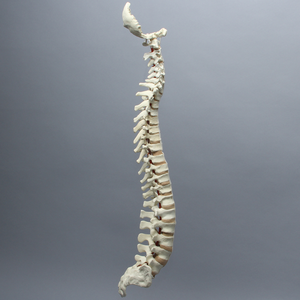 Spine with Occipital, Full, Solid Foam