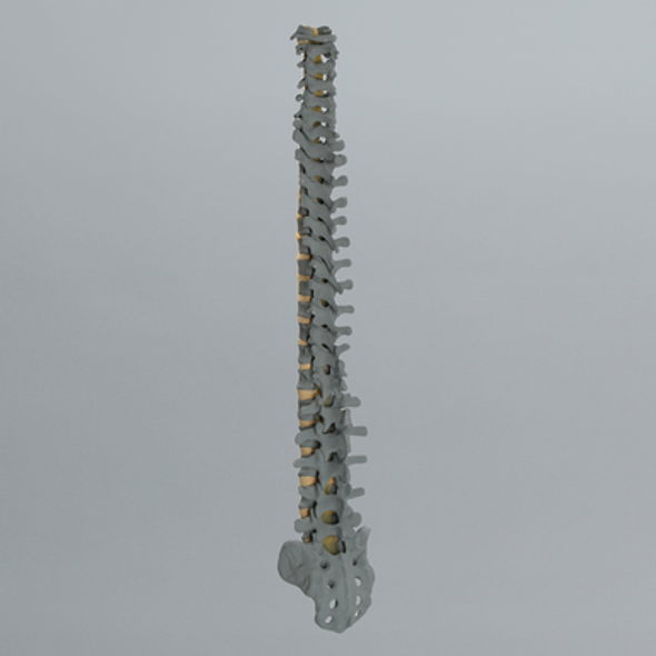 Spine, Full, Radiopaque