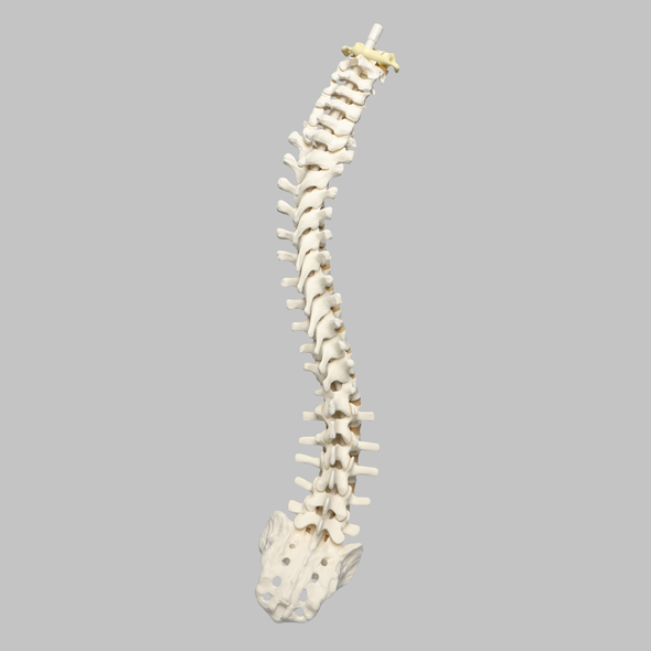Spine with Flex and Hold Feature, Full, Solid Foam