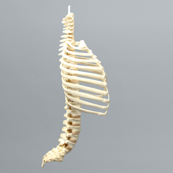 Spine with Ribs, Pediatric, Full, Solid Foam